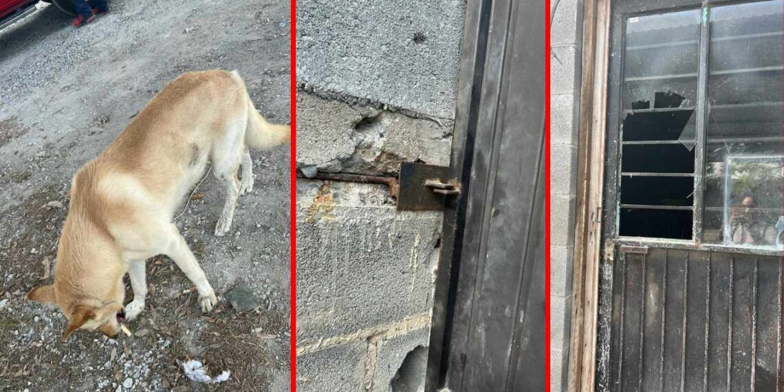 Roban camioneta tras envenenar a un perro en Reynosa