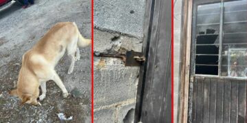 Roban camioneta tras envenenar a un perro en Reynosa