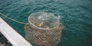 Claves para no caer en el phishing y otras estafas digitales