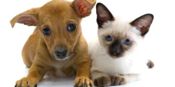 Senadores buscan evitar que mascotas sean regalos en Día de Reyes