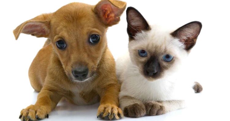 Senadores buscan evitar que mascotas sean regalos en Día de Reyes