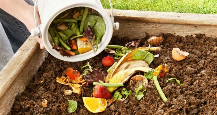 abono casero para plantas
