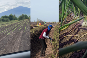 agricultores de Tamaulipas 