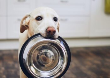 alimentos prohibidos perros conocer