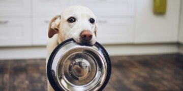 alimentos prohibidos perros conocer