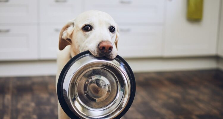 alimentos prohibidos perros conocer