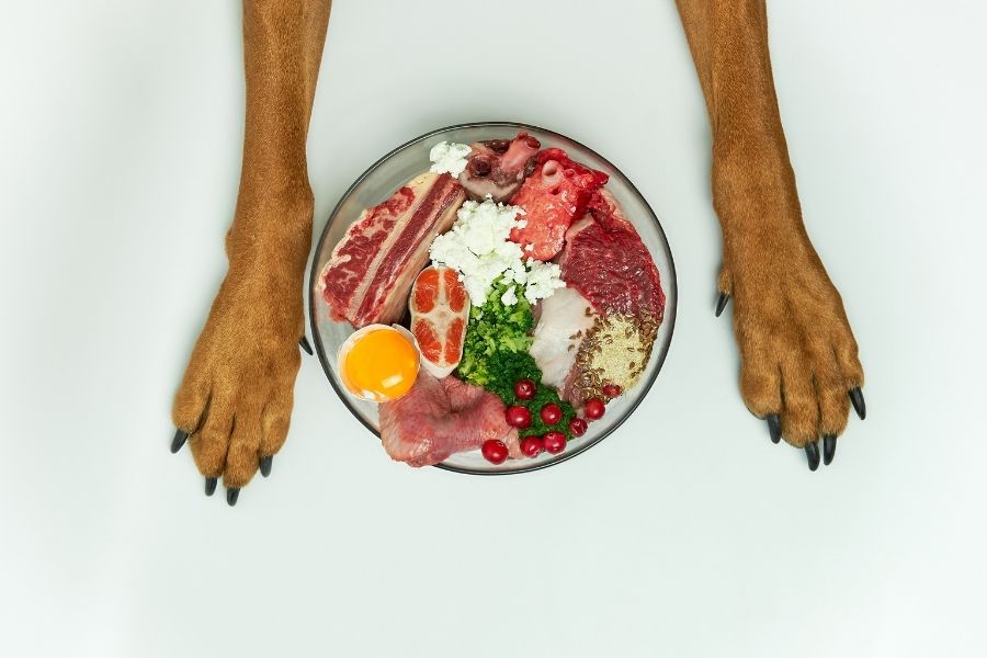 alimentos prohibidos perros conocer