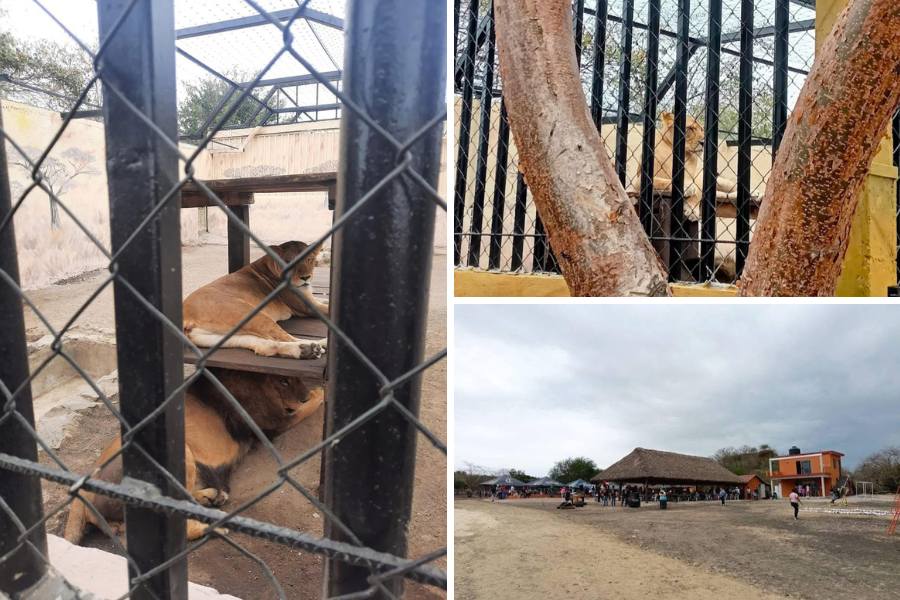ataque de león en zoológico de Altamira