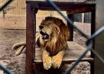 ataque de león en zoológico de Altamira