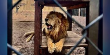 ataque de león en zoológico de Altamira