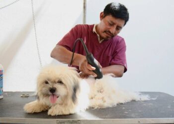 cómo proteger mascotas del frío