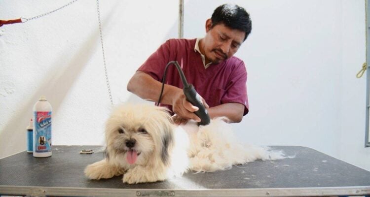 cómo proteger mascotas del frío