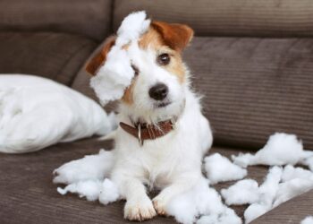 comportamiento que genera ansiedad en perros