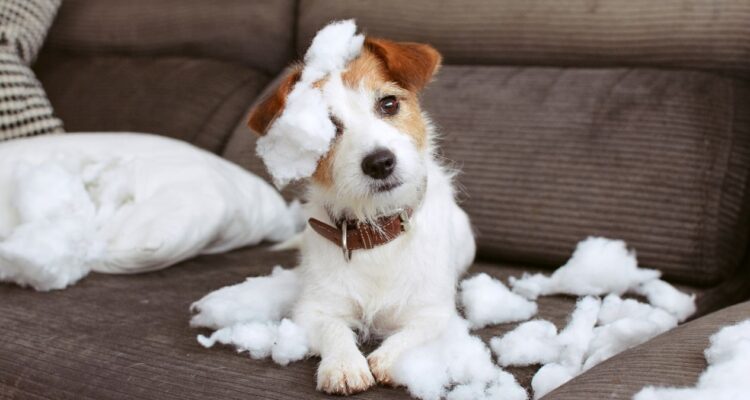 comportamiento que genera ansiedad en perros