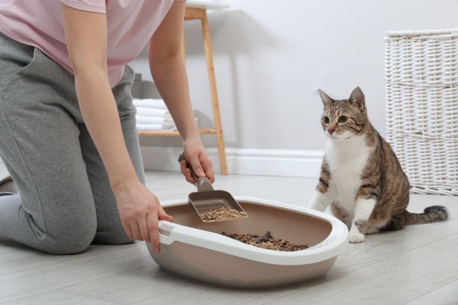 entrenar gato usar caja