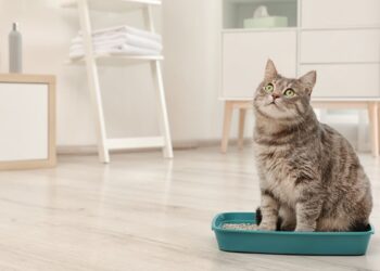 entrenar gato usar caja