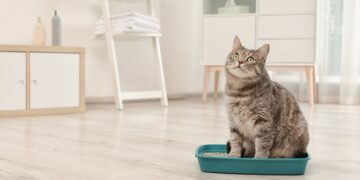 entrenar gato usar caja