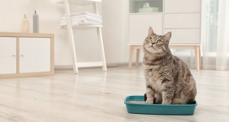entrenar gato usar caja