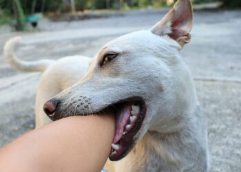fortalecer la relación con mi perro