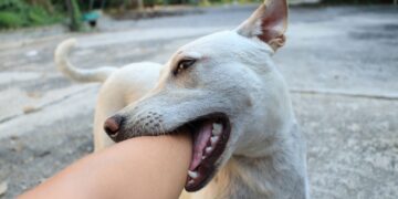 fortalecer la relación con mi perro