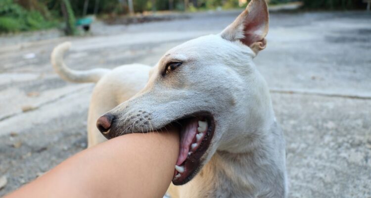 fortalecer la relación con mi perro