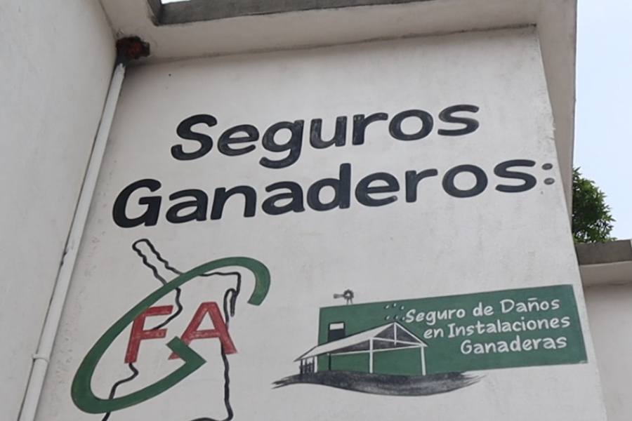ganado en Matamoros