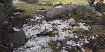 hielo en pino solo en victoria
