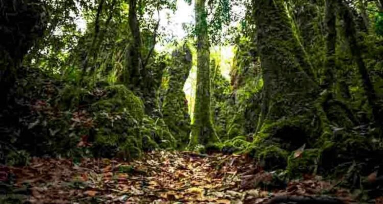 protección forestal en Tamaulipas