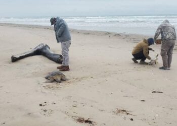 rescate de tortugas