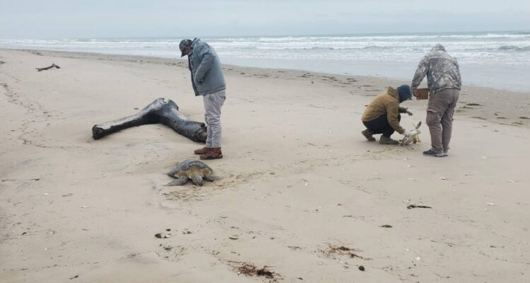 rescate de tortugas