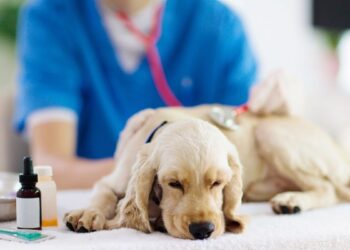 señales mascota atención veterinaria