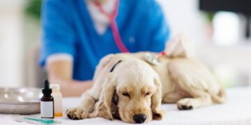 señales mascota atención veterinaria