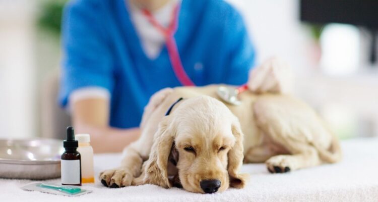 señales mascota atención veterinaria