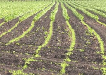 sorgo en riesgo por heladas Tamaulipas