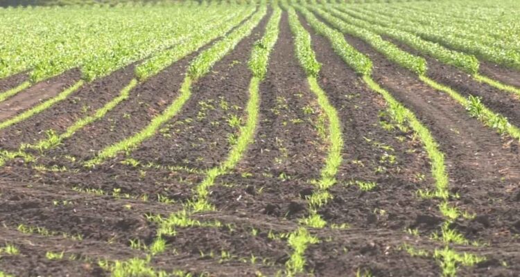 sorgo en riesgo por heladas Tamaulipas
