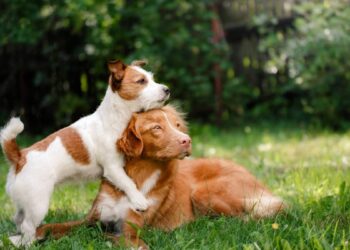 ventajas y desventajas de tener un perro