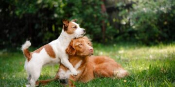 ventajas y desventajas de tener un perro