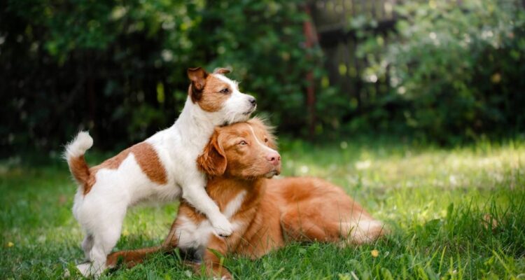 ventajas y desventajas de tener un perro