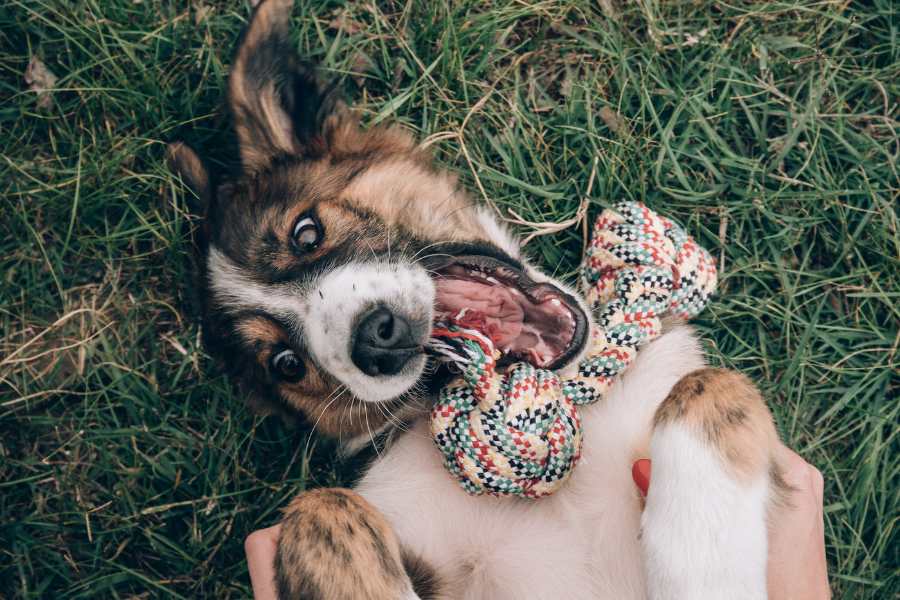 ventajas y desventajas de tener un perro