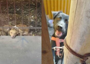 Atienden casos de sobrepoblación de perros y gatos en Tampico