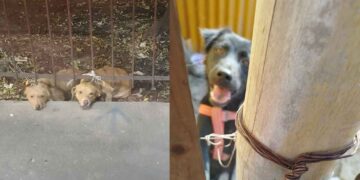 Atienden casos de sobrepoblación de perros y gatos en Tampico
