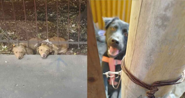 Atienden casos de sobrepoblación de perros y gatos en Tampico