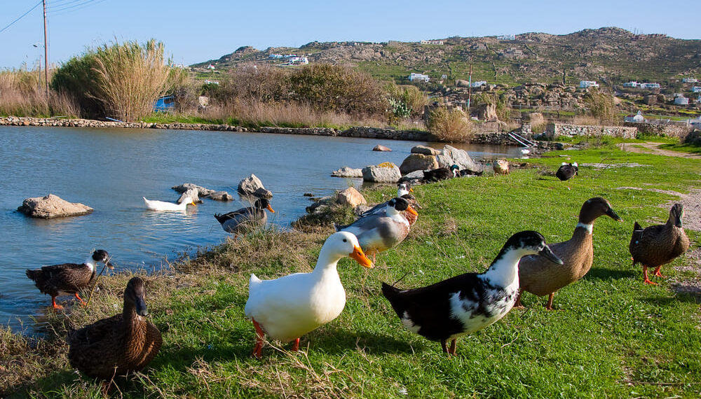 Qué comen los patos: Diferencias entre patos salvajes y domésticos