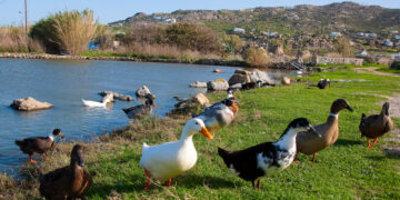 Qué comen los patos: Diferencias entre patos salvajes y domésticos