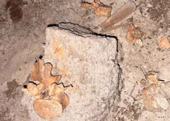 Descubren restos humanos en una cisterna en Reynosa, Tamaulipas