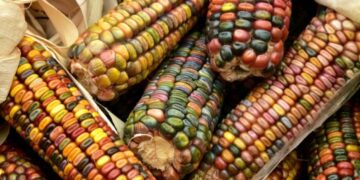 Diputados maíz transgénico