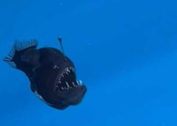 Ejemplar del pez diablo negro es visto en España ¿Cuánto mide? 