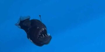 Ejemplar del pez diablo negro es visto en España ¿Cuánto mide? 