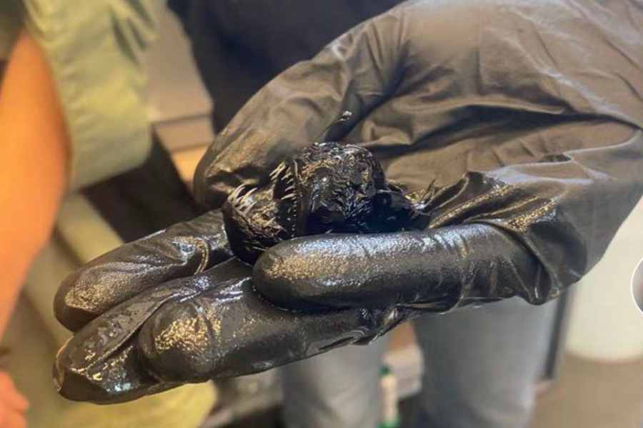  Pez diablo negro grabado en Tenerife ¿Por qué murió?