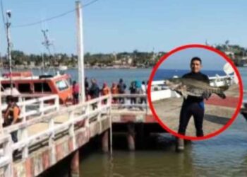 Encuentran sin vida a Roberto, buzo golpeado por una lancha en Veracruz